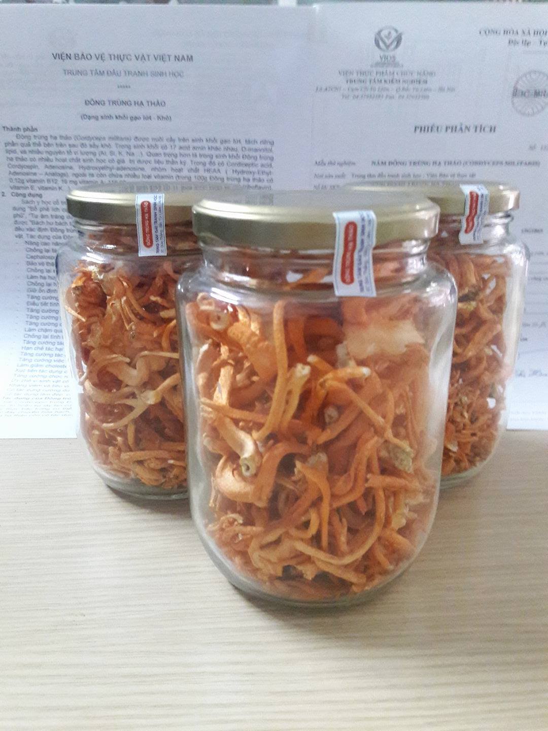 Cordyceps Militaris made in Việt Nam có giá trị dược tính Cordyceps Militaris made in Việt Nam có giá trị dược tính